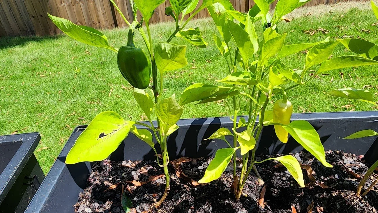 Gardening