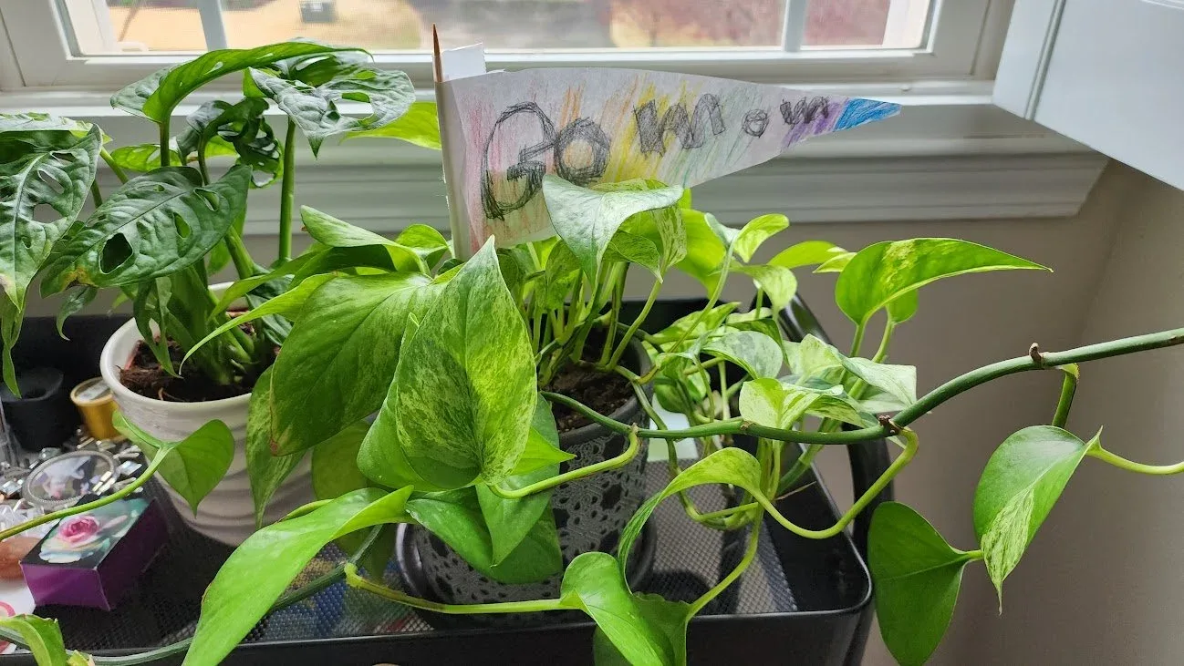 House plants
